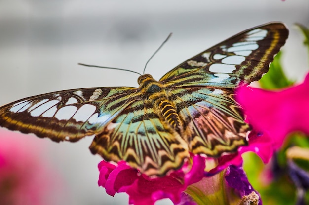 Gorgeous Parthenos Sylvia butterfly with wings open ready to take off from hot pink flower