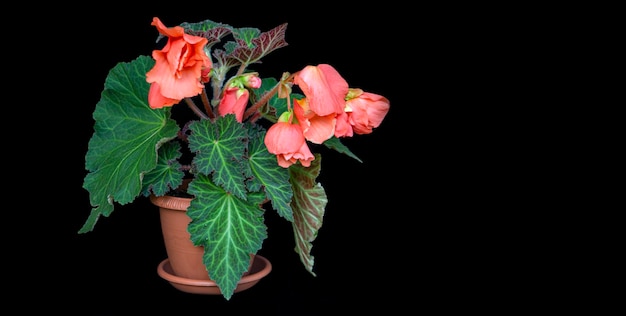 Gorgeous pink begonia in a pot, isolate on a black background with copy space. Home flowers, hobby. Floral card.