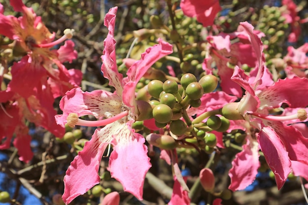 Gorgeous Pink Ceiba Speciosa Flowers Blossoming on the Tree