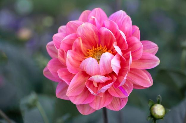 Gorgeous pink dahlia flower Gardening perennial flowers landscaping