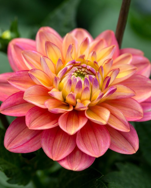 Gorgeous pink dahlia flower Gardening perennial flowers landscaping