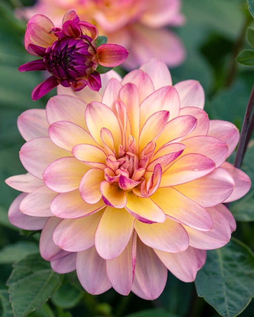 Gorgeous pink dahlia flower Gardening perennial flowers landscaping