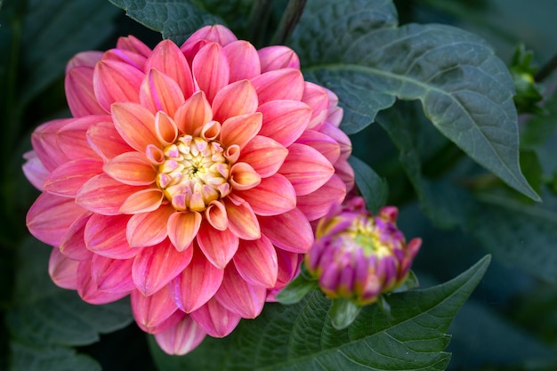 Gorgeous pink dahlia flower Gardening perennial flowers landscaping