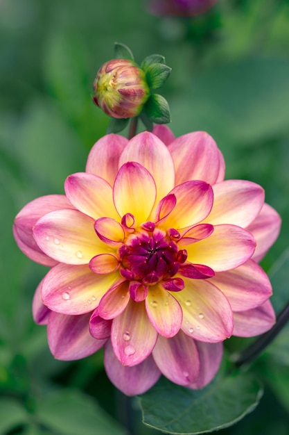 Gorgeous pink dahlia flower Gardening perennial flowers landscaping