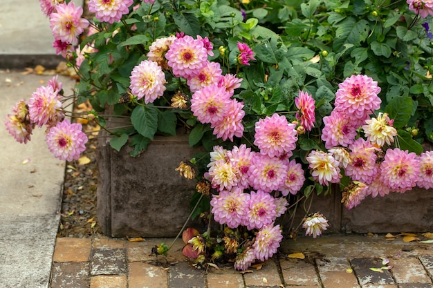 Gorgeous pink dahlias in a flower bed in autumn Perennial flowers hobby gardening