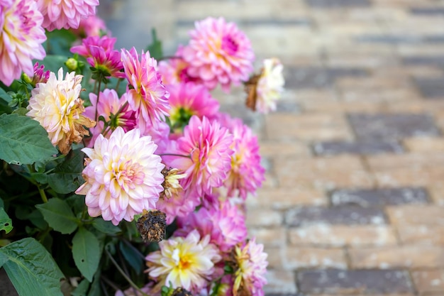 Gorgeous pink dahlias in a flower bed in the garden Perennial flowers hobby gardening