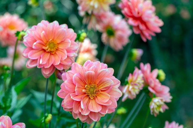 Gorgeous pink dahlias in a flower bed Gardening perennial flowers Floral background