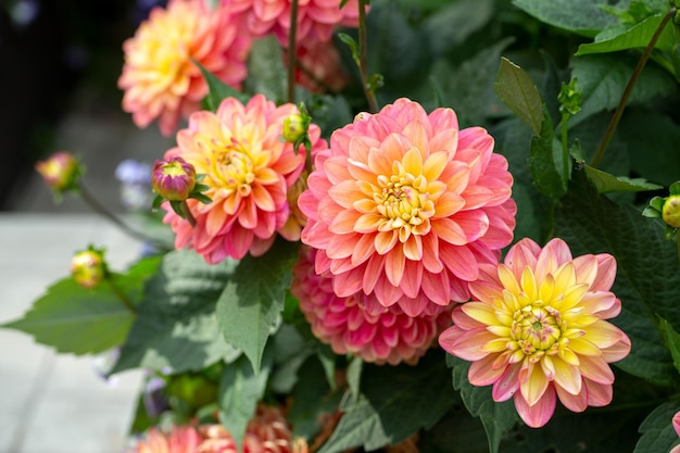 Gorgeous pink dahlias Gardening perennial flowers Floral background