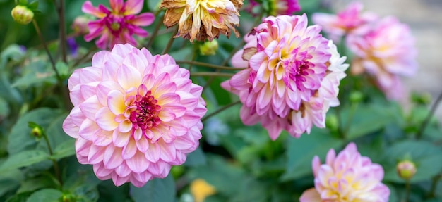 Gorgeous pink dahlias Perennial flowers hobby gardening