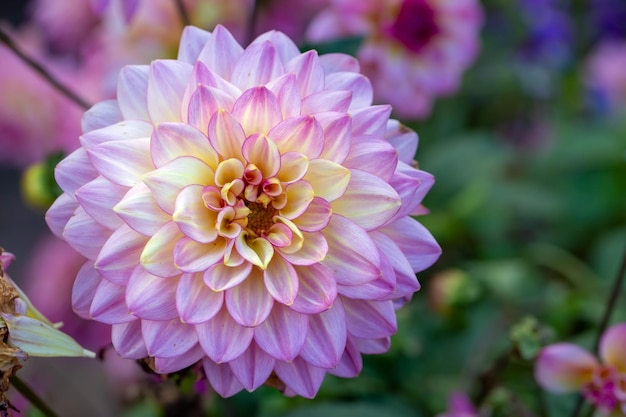 Gorgeous pink dahlias Perennial flowers hobby gardening