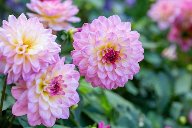 Gorgeous pink dahlias Perennial flowers hobby gardening