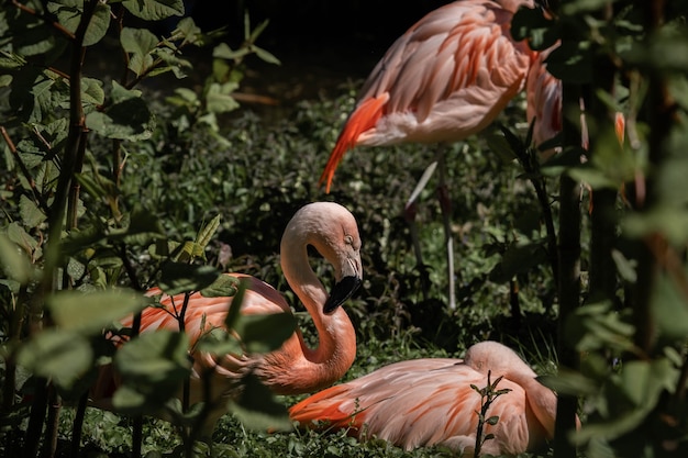 gorgeous pink flamingos resting in the green thicket