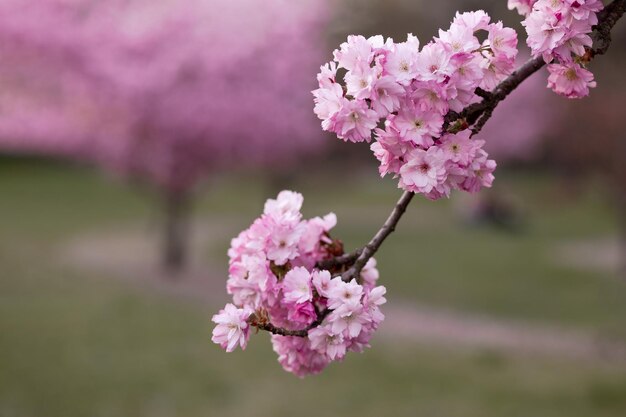 Gorgeous pink flowers beautiful sakura close up cherry blossom with blue sky in botanic garden in spring time blurred background