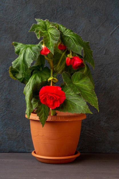 Gorgeous pink tuberose begonia in a pot Houseplant hobby floriculture