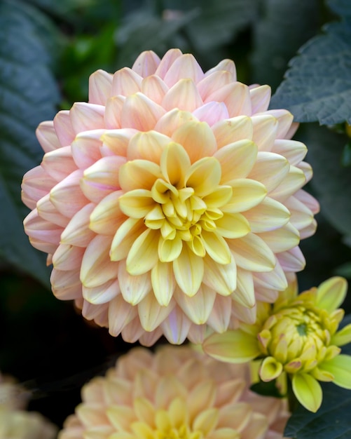 Gorgeous pink and yellow dahlias in a flower bed Perennial flowers hobby gardening