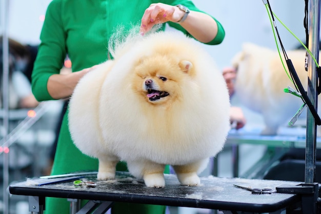 A gorgeous pomeranian with excellent hair on grooming