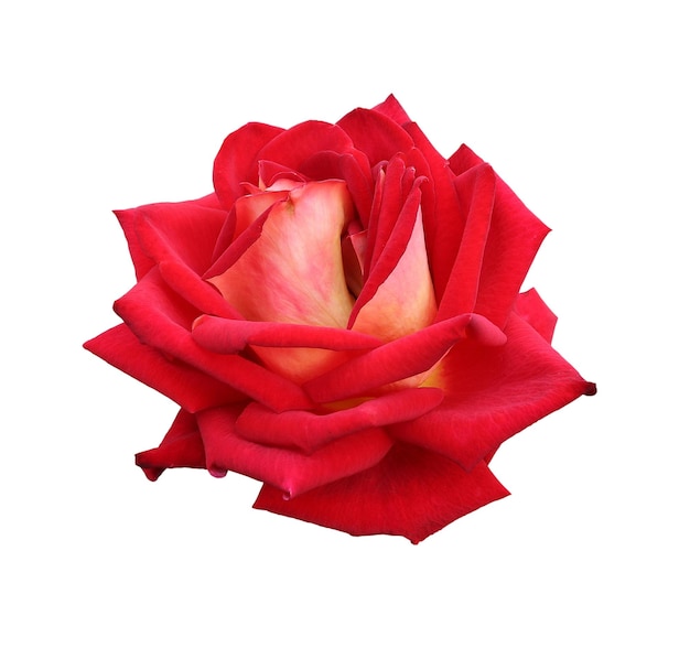 Gorgeous red rose isolated on white background