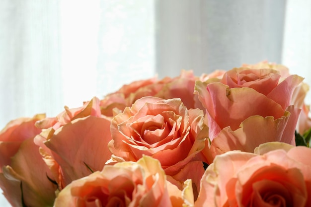 Gorgeous royal big rosy roses White curtains in the background Copyspace