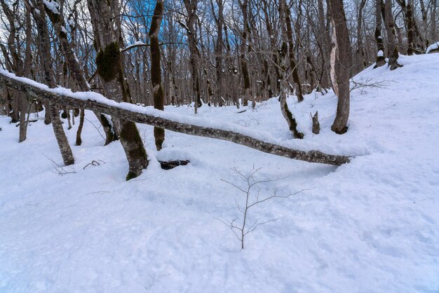 Gorgeous winter forest, snow covered bare trees