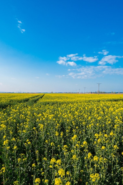 Gorgeous yellow canola field blooming rapeseed farm backlit with sunset light Big agricultural field