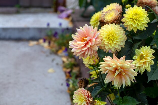 Gorgeous yellow dahlias in a flower bed in the garden Perennial flowers hobby gardening