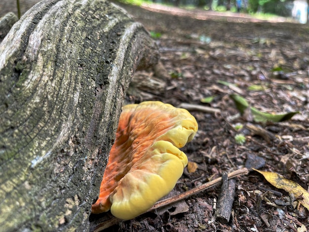 Gorgeous yellow and orange shelf