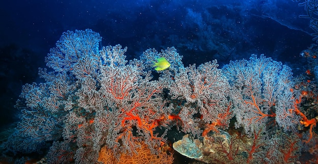 gorgonian large branching coral on the reef / seascape underwater life in the ocean