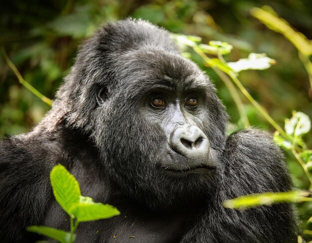 Photo a gorilla that is looking at something in the grass