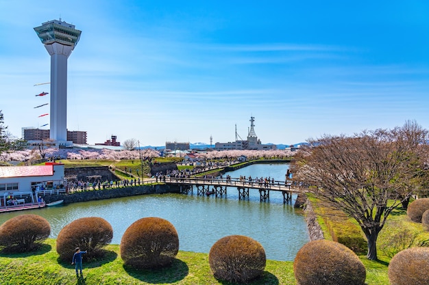 Goryokaku Park Tower in springtime cherry blossom full bloom season sunny day with clear blue sky