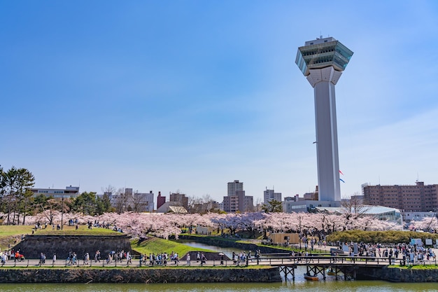 Goryokaku Park Tower in springtime cherry blossom full bloom season sunny day with clear blue sky