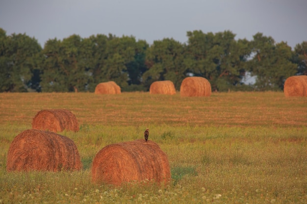 Goshawk at sunset sits on Large bales of fresh hay , Ukraine