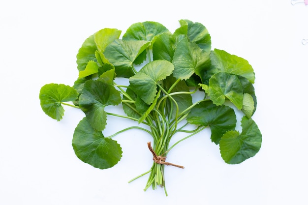 Gotu kola, Asiatic pennywort or Indian pennywort on white wall.