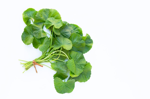 Gotu kola Asiatic pennywort