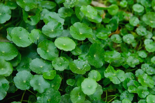 Gotu kola, Centella asiatica, Asiatic pennywort, Indian pennywort leaf green background