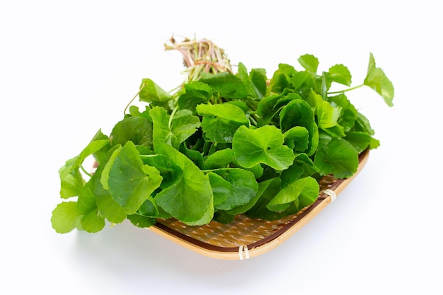 Gotu Kola leaves on white background