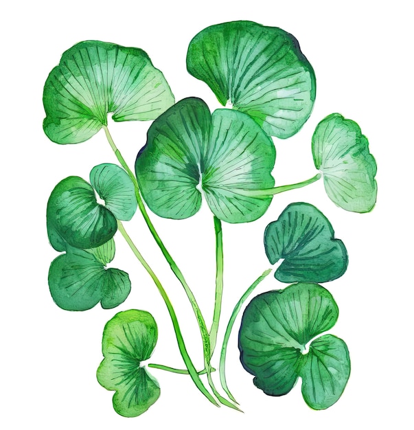 Gotu kola plant leaves isolated on white Generative AI illustra