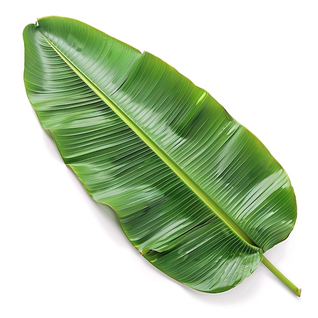 Graceful Banana Leaf