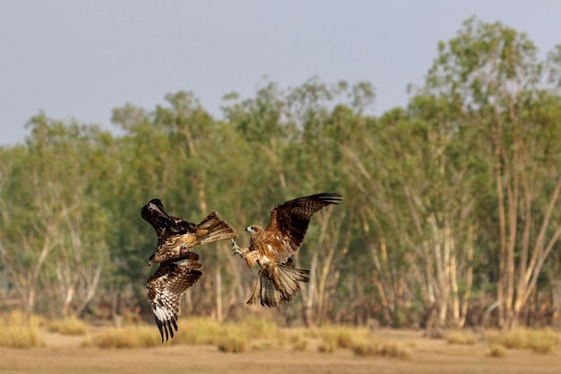 A graceful black kite is flying in the meadow. Birds of prey Black kite (Milvus migrans)