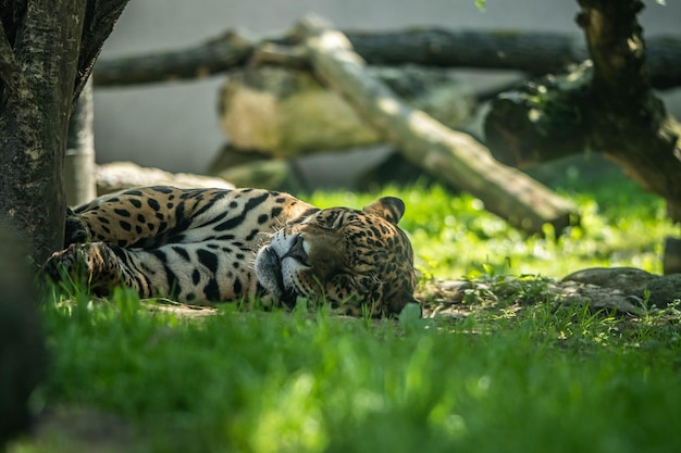 Graceful jaguar rests among the lush greenery, amazing wildlife