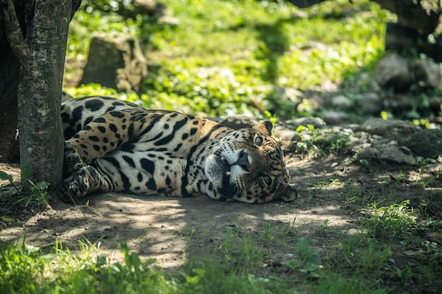 Graceful jaguar rests among the lush greenery, incredible wildlife