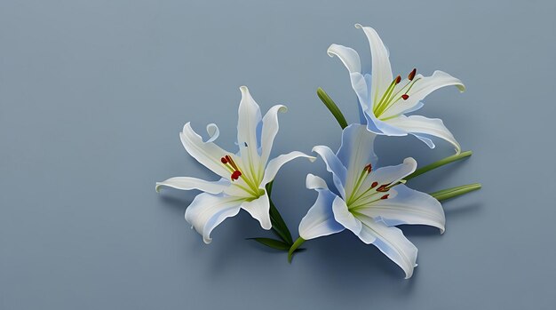 Graceful Lily in Gentle Illumination against a Pure White Setting