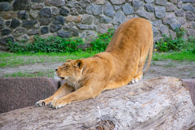 The graceful lioness lives in a picturesque zoo.