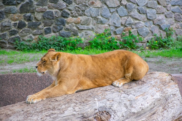 The graceful lioness lives in a picturesque zoo