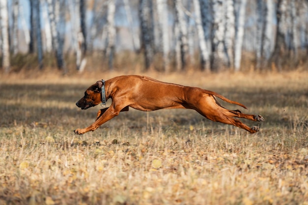 A graceful portrait of a dog in motion. A hunting dog drives game. Beautiful portrait of a Rhodesian Ridgeback