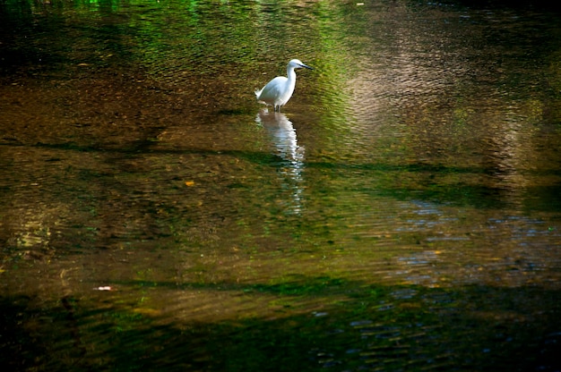 Graceful water bird egret pool foraging