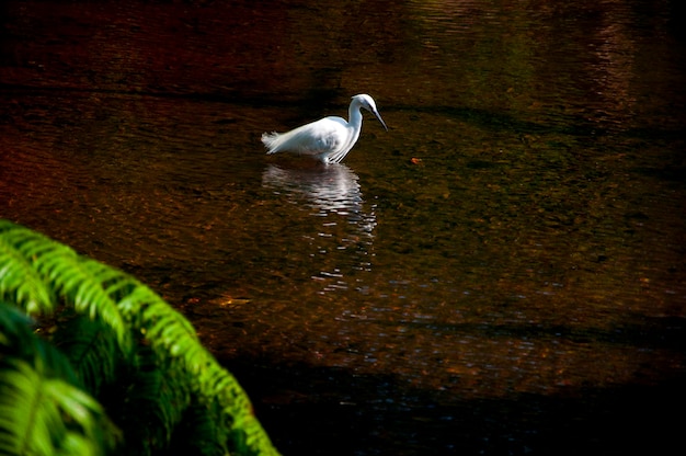 Graceful water bird egret pool foraging