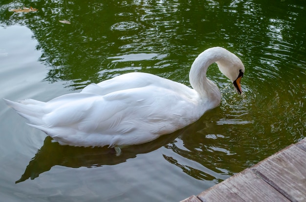 Graceful white Swan swimming in the lake , swans in the wild