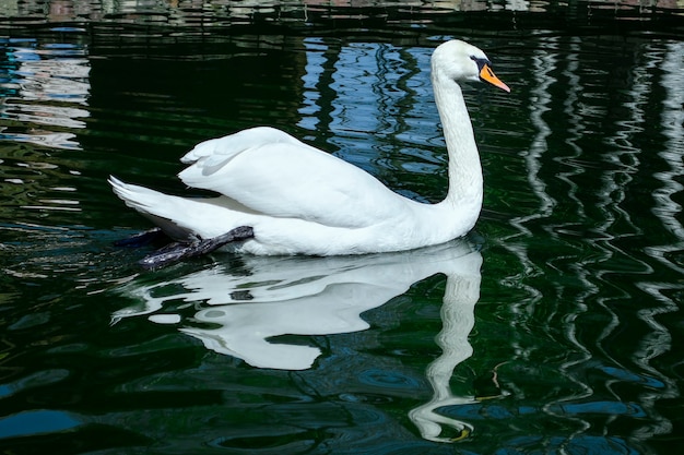 Graceful white Swan swimming in the lake