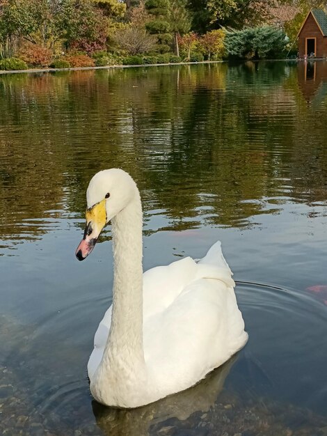 Graceful white swan