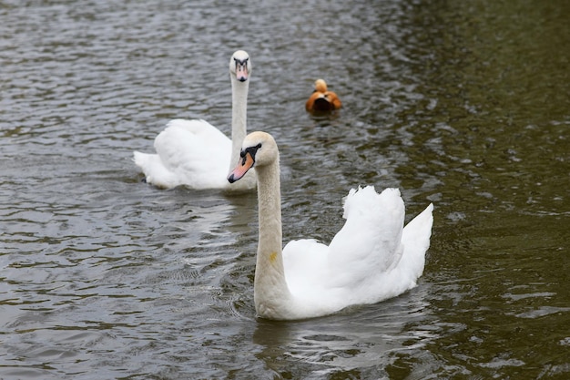 Graceful white swans swimming in the lake swans in the wild